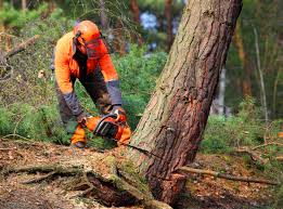 Best Emergency Tree Removal  in Westchester, IL